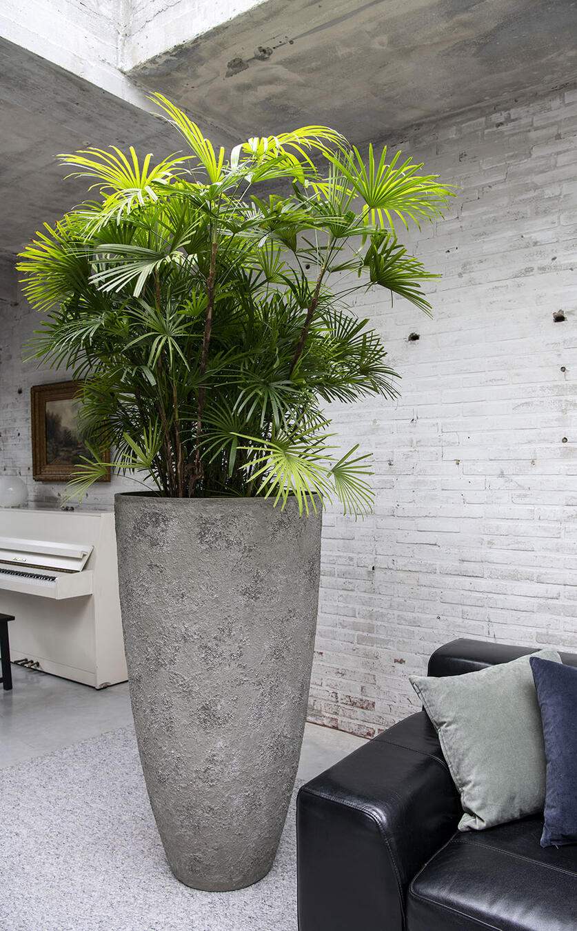 innenraumbegrünung pflanzen palmenvermietung berlin